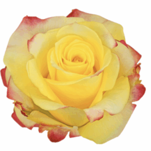 ROSE HOT MERENGUE - 50 CM